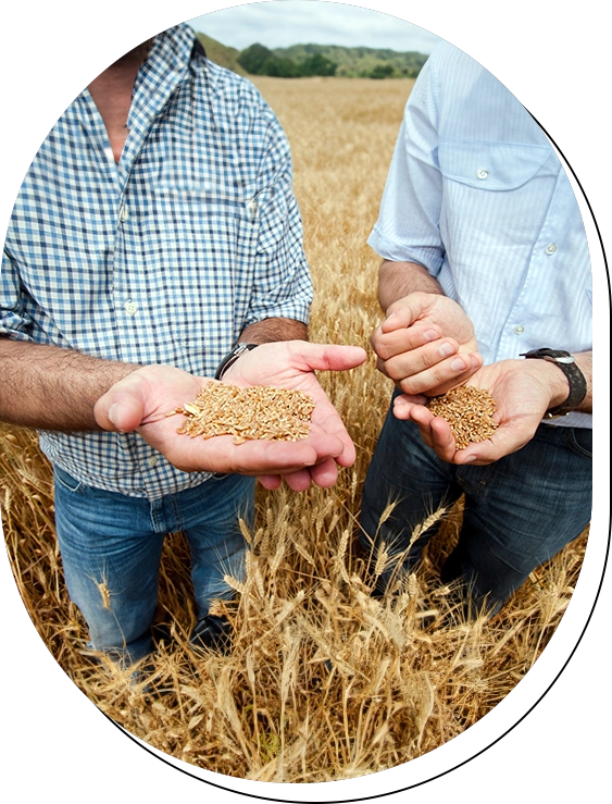 Two men holding grains in their hands.